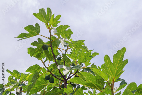 Branches of  fig tree ( Ficus carica ) with leaves and fruits against sky. Free space for text