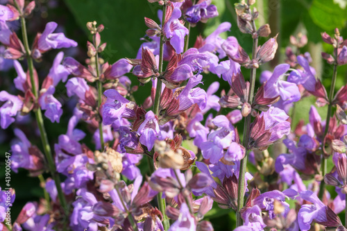 Varietal cultivated sage