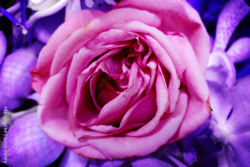 Shocking pink rose, rosa flower Shocking pink rose, rosa flower