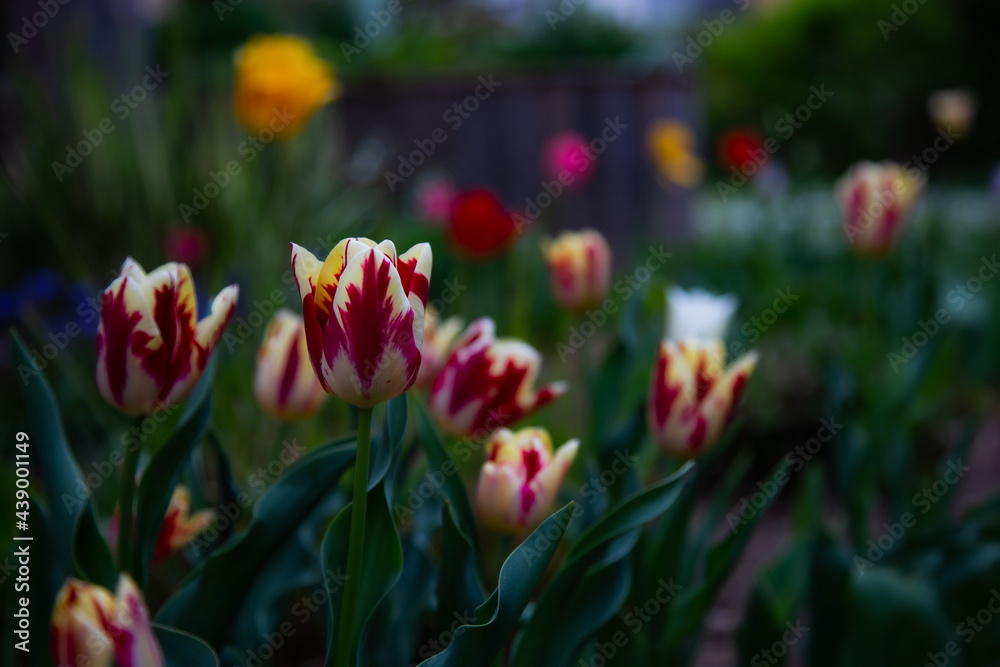 Mehrfarbige Tulpe