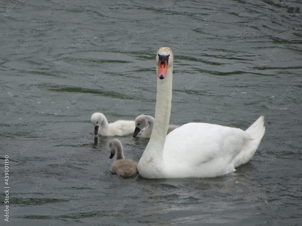 Fototapeta premium swans on the lake