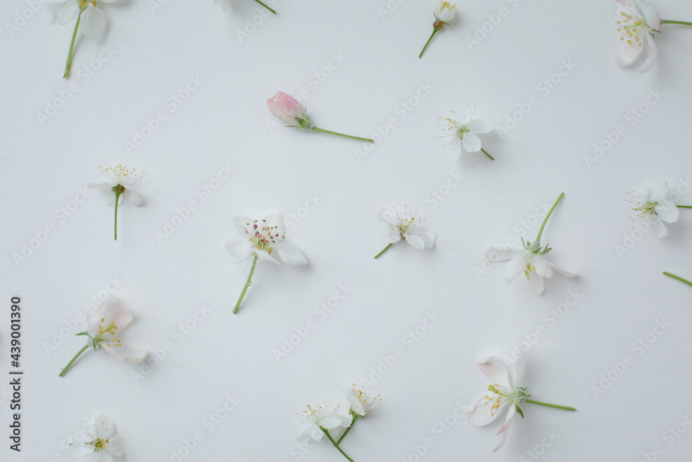 White background with apple-tree flowers laid out on it. Small white flowers on a holoboom background. beautiful beauty background for mockup, flowers isolate
White background with apple-tree flowers laid out on it. Small white flowers on a holoboom background. beautiful beauty background for mockup, flowers isolate