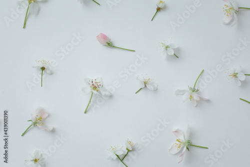  White background with apple-tree flowers laid out on it. Small white flowers on a holoboom background. beautiful beauty background for mockup, flowers isolate © Евгения Трастандецка
