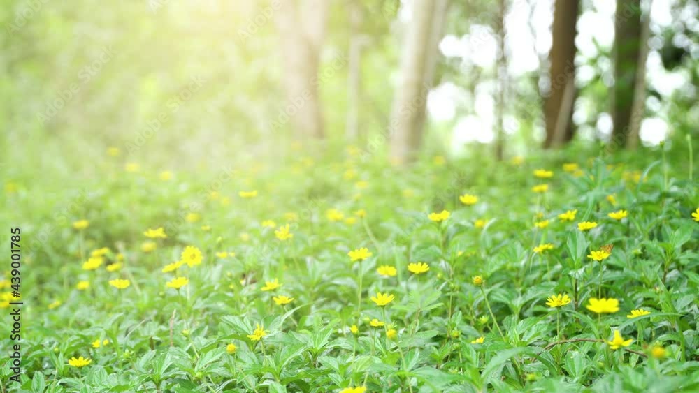 Professional Nature Video Scene of Flower garden with prayers in the morning of the new day. On June 10, 2021. Professional Nature Video Scene of Flower garden with prayers in the morning of the new day. On June 10, 2021.
