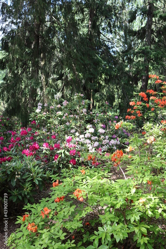 Fleurs dans un jardins. Vari  t  s de fleurs et de roses. V  g  tation en   t  . Fleurs et color  .