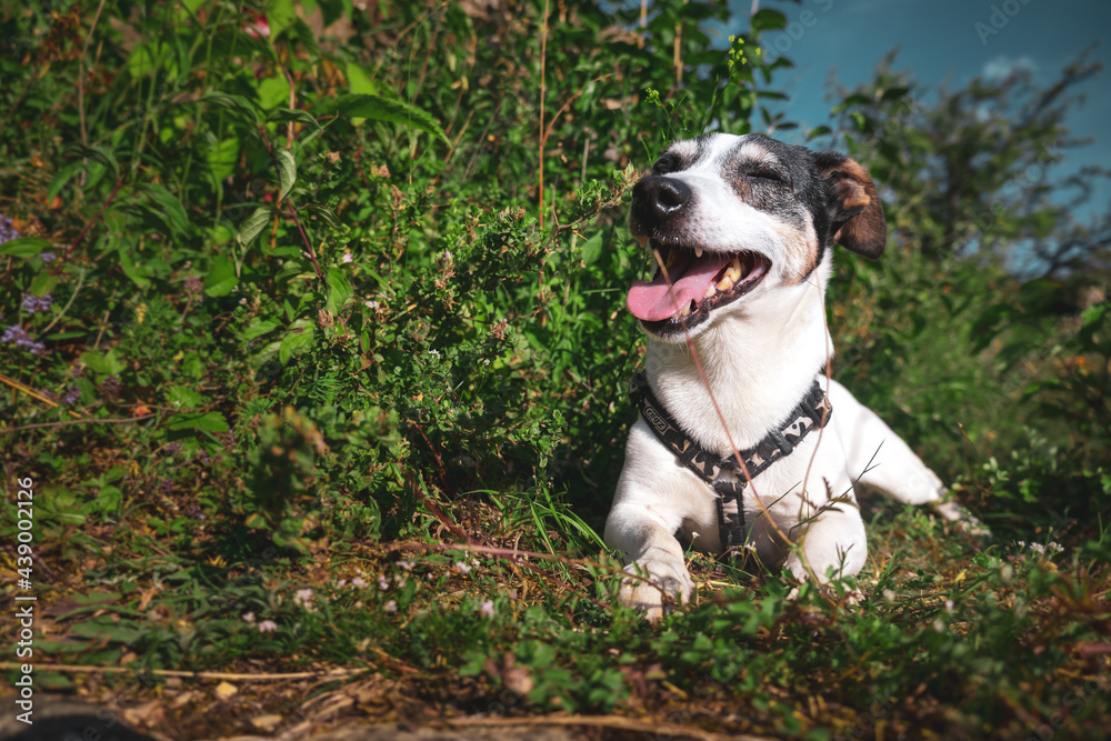 Sunny day means a happy dog Sunny day means a happy dog