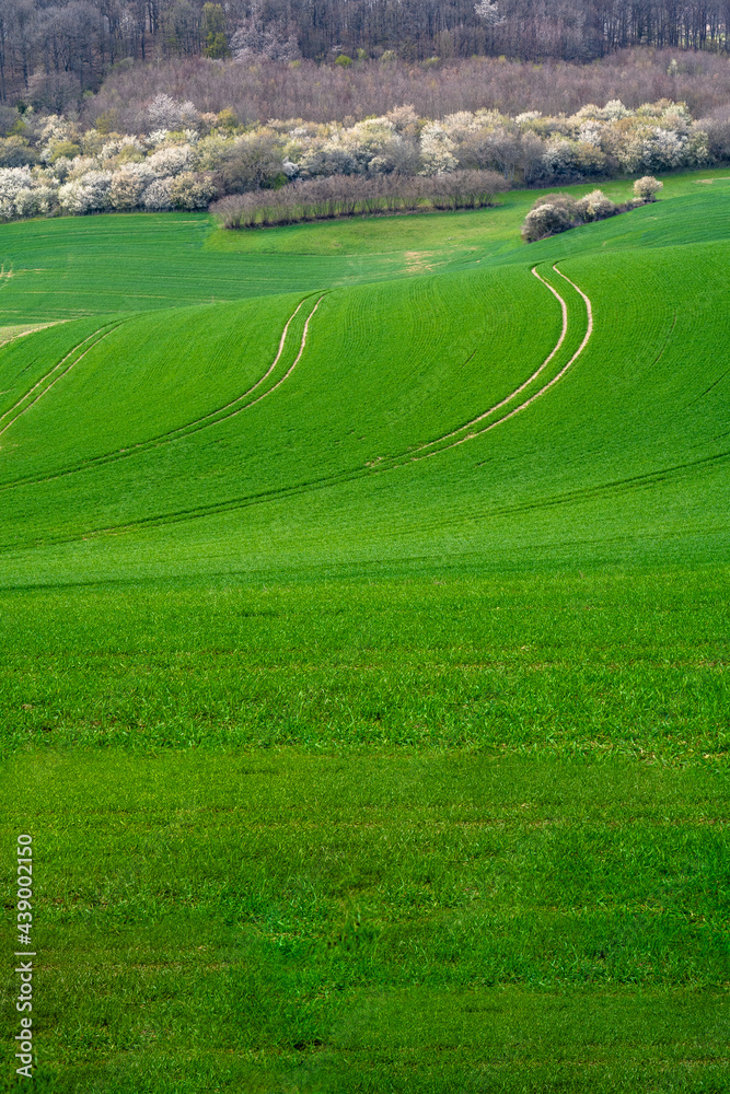 Agriculture lush field in rolling landscape
