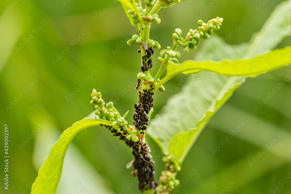 Close-up of ants caring for vine fretters