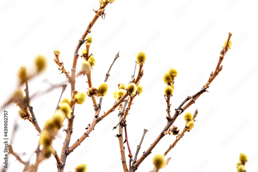 Beautiful landscape of tundra. Spring Landscape. Buds on a branch of a young birch, on a white background Beautiful landscape of tundra. Spring Landscape. Buds on a branch of a young birch, on a white background