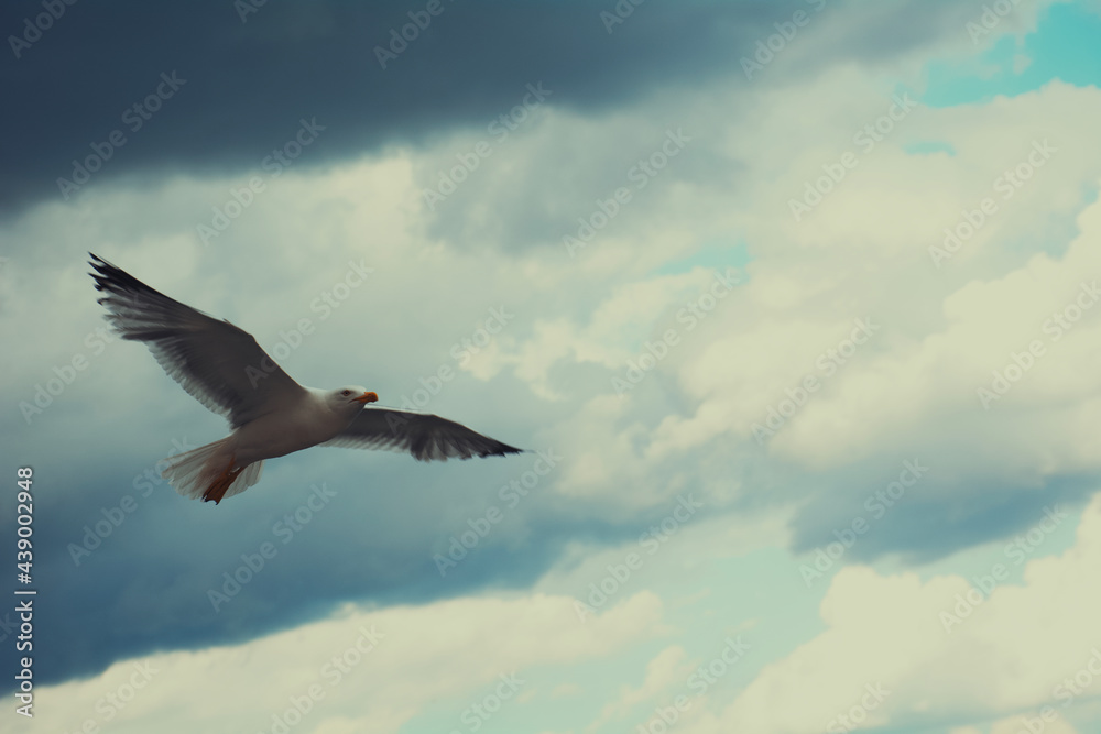 Obraz premium seagull in flight