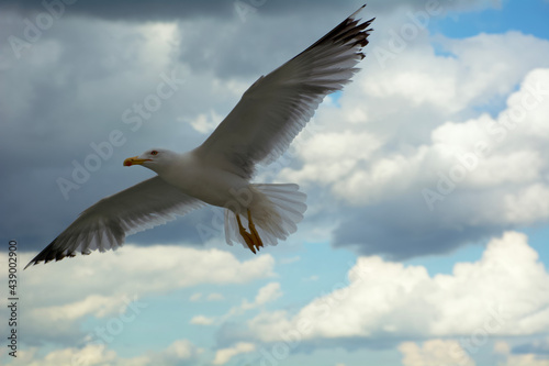 seagull in sky
