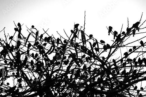 Pájaros 