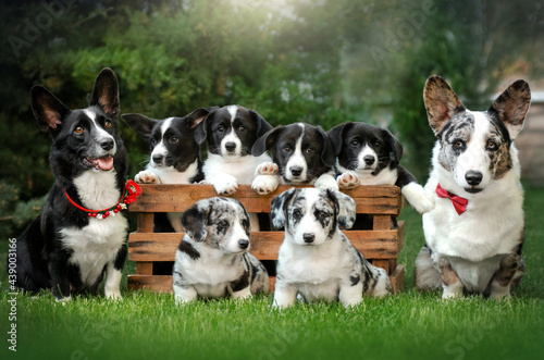 welsh corgi cardigan cute dog family on a green meadow 