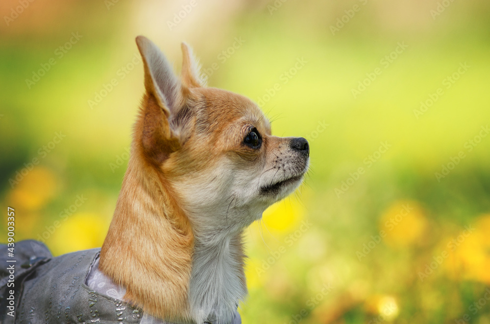 chihuahua cute dogs portrait pets pictures of dogs outdoors
