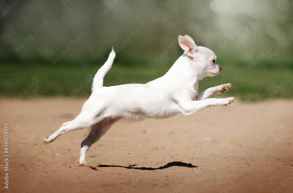 Fototapeta premium chihuahua cute dogs portrait pets pictures of dogs outdoors
