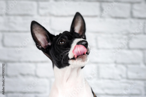 basenji dog cute puppy portrait on white background studio photo pets  © Kate