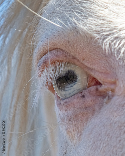 Eye of a young thoroughbred horse, close-up.