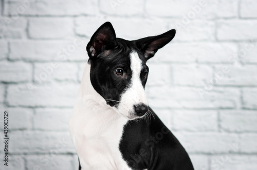 basenji dog cute puppy portrait on white background studio photo pets 