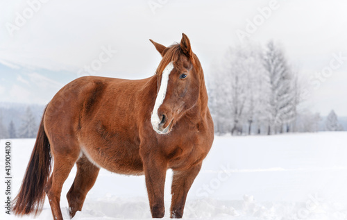 Brown horse standing in snow, blurred trees in background © Lubo Ivanko