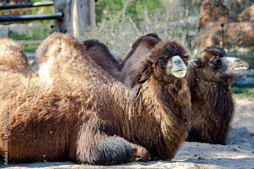 A pair of Bactrian camels Camelus bactrianus of sunny day in the national park © Tanya Keisha