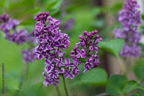 Lilacs