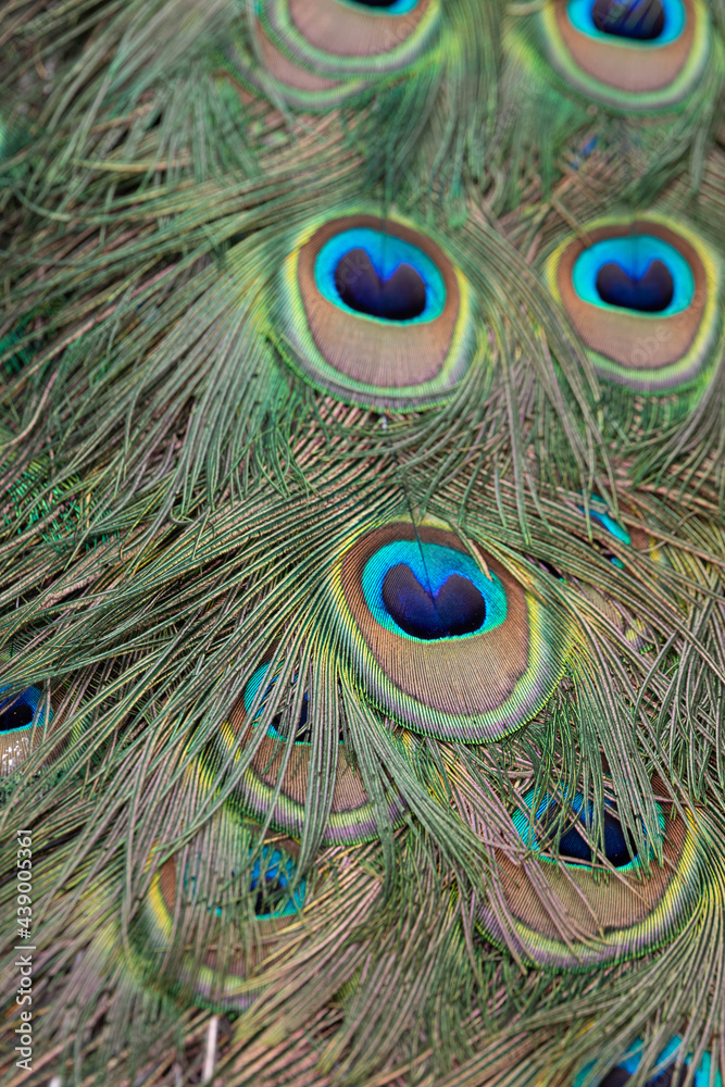 Fototapeta premium Pattern on peacock feathers