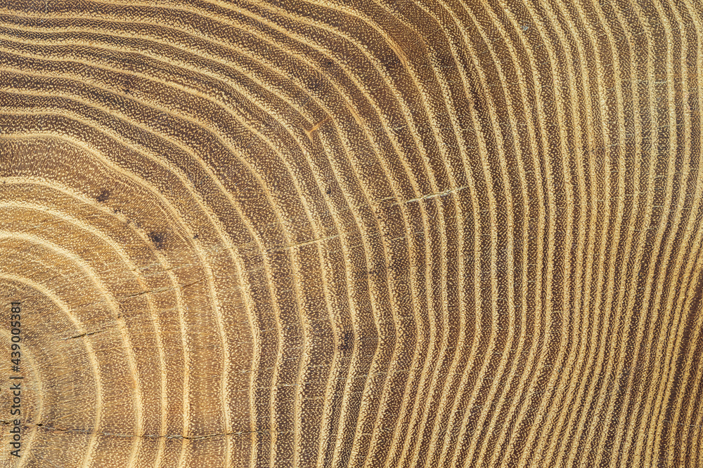 Fototapeta premium Annual rings of acacia tree