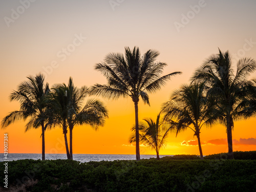 Amazing sunset and palms on the beach. Beautiful nature of Hawaii. USA