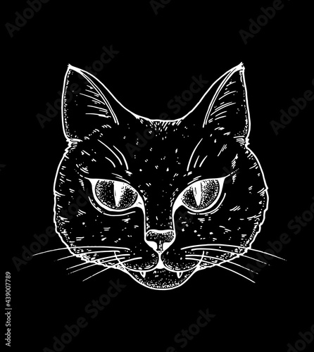 Cat face sketch, vector illustration. Hand drawn. Cat angry portrait. Vector illustration.