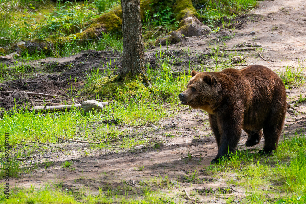 Brown bear in the forest up close. Wildlife scene from spring nature. Wild animal in the natural habitat Brown bear in the forest up close. Wildlife scene from spring nature. Wild animal in the natural habitat