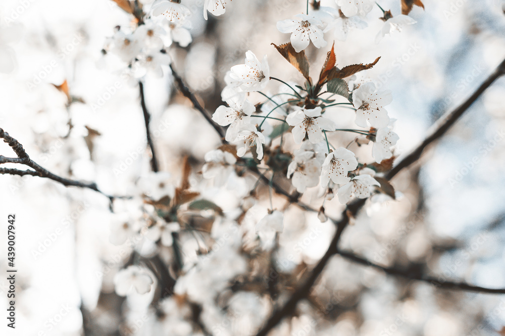 Tree flowers in soft pink pastel color in full bloom on a branch in the garden. Beautiful white floral background wallpaper. Blossoming tree branch, close-up. Tree flowers in soft pink pastel color in full bloom on a branch in the garden. Beautiful white floral background wallpaper. Blossoming tree branch, close-up.