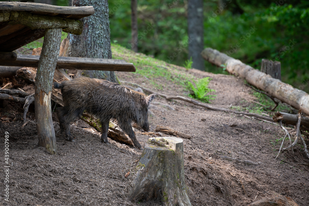 Wild boar, sus scrofa,Big adult wild boar looking for food.Big wild boar in natural environment Wild boar, sus scrofa,Big adult wild boar looking for food.Big wild boar in natural environment