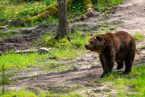 Brown bear in the forest up close. Wildlife scene from spring nature. Wild animal in the natural habitat