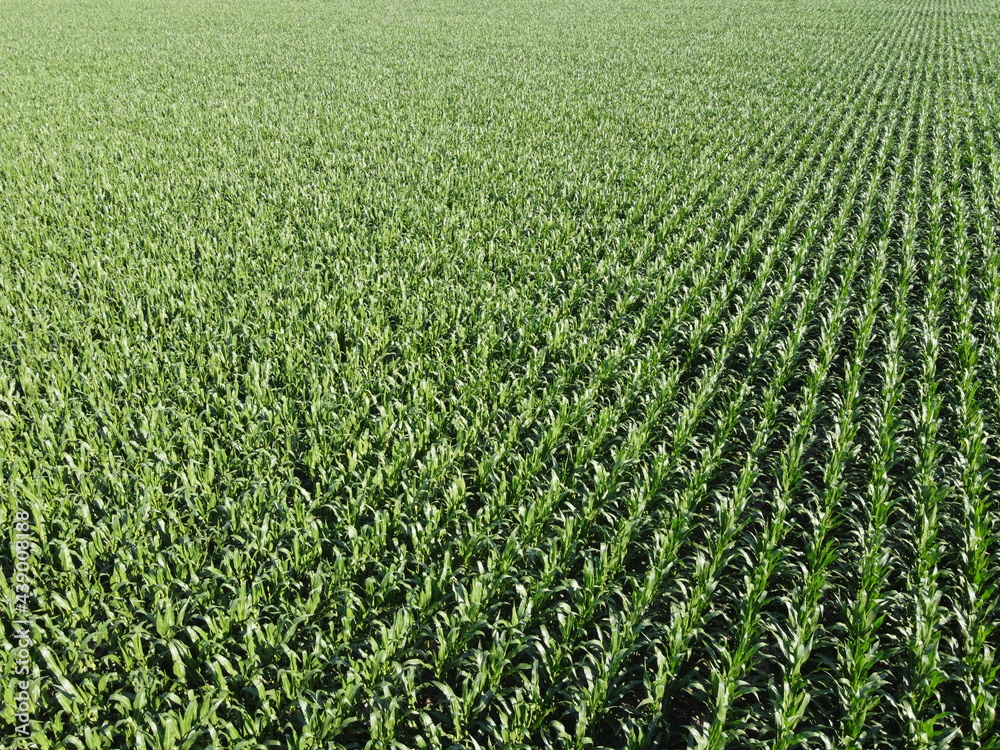 Extensive corn fields, top view. Green farm fields, landscape.