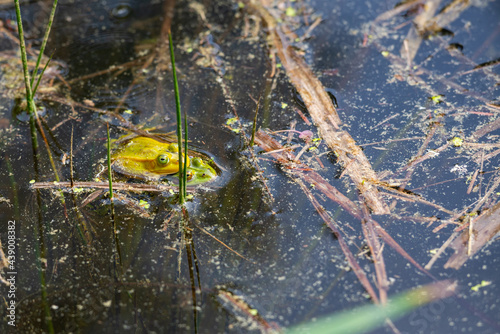 Group of marsh frogs in the green pond's water among yellow water-lily's leaves during mating season in springtime