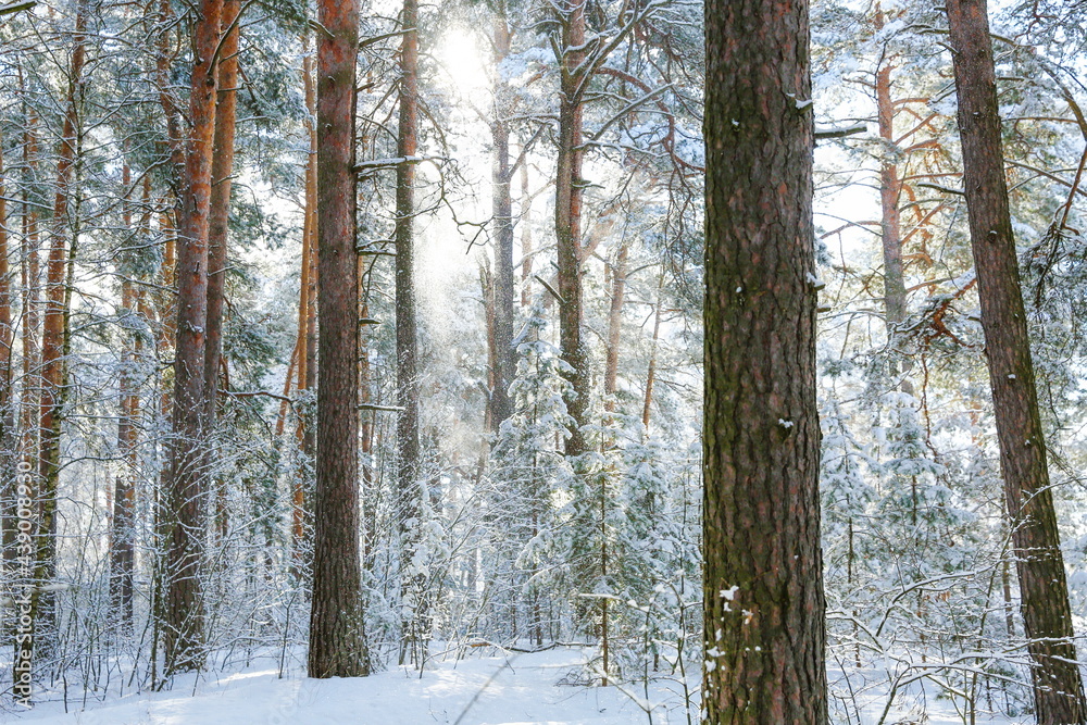 snow falls from trees in the forest on a sunny day