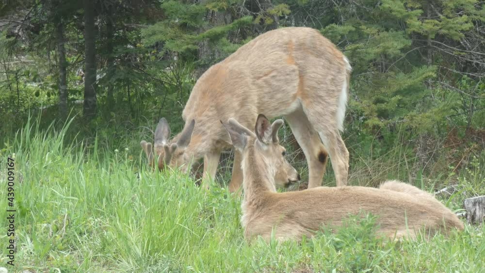 Close Up 2 Bucks Together, Northern Whitetail Deer Siblings Close Up 2 Bucks Together, Northern Whitetail Deer Siblings