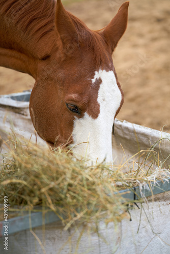 Horse eating hay on a farm in Herrenkrug near Magdeburg in Germany photo