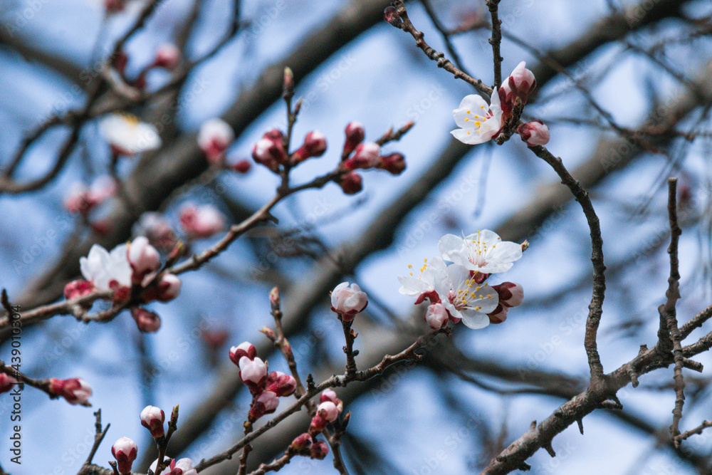 blossoms booming in the springtime blossoms booming in the springtime