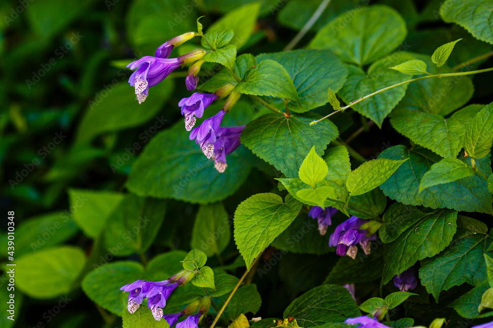 Meehania urticifolia flower in japanese spring mountains