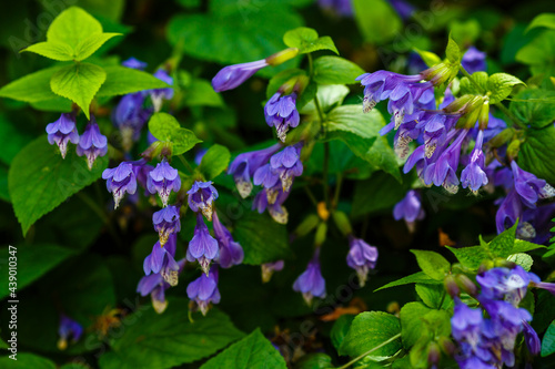 Meehania urticifolia flower in japanese spring mountains