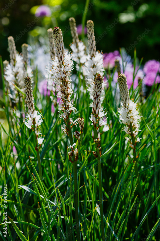 Asphodelus ramosus, also known as branched asphodel, is a perennial herb in the Asparagales order Asphodelus ramosus, also known as branched asphodel, is a perennial herb in the Asparagales order