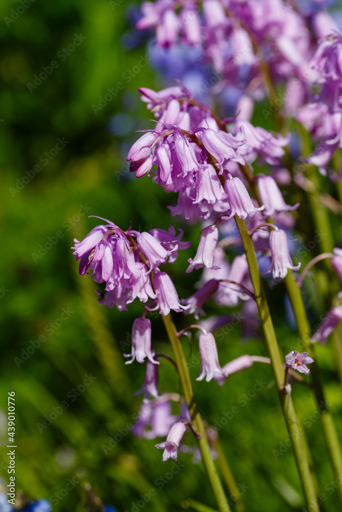 Fototapeta premium Hyacinthoides hispanica, Spanish bluebells, Iberian bulbous perennial native species, Spring flower