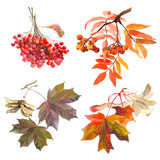 Autumn leaves branches watercolor isolated on white background set for all prints