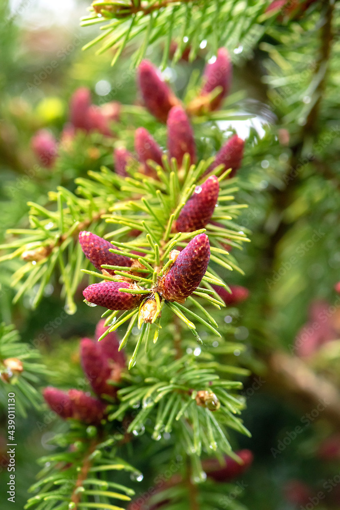Tree branch with raindrops on the needles, selective focus with bokeh. Young cones on the branches.
Tree branch with raindrops on the needles, selective focus with bokeh. Young cones on the branches.