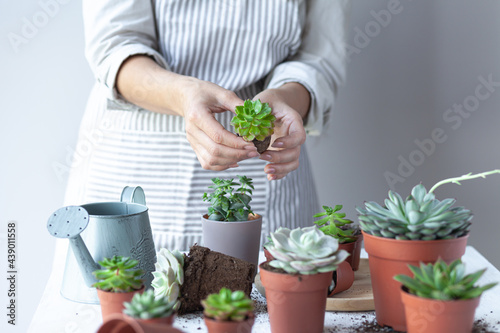 Young girl is planting green echeveria succulent. Concept of home gardening, house plants, hobby, leisure. DIY garden, handmade natural gift. White background, close up