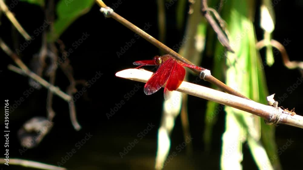 Red Percher Dragonfly, Neurothemis Ramburii in the Philippines Red Percher Dragonfly, Neurothemis Ramburii in the Philippines