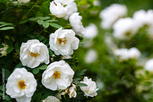 White wild rose (Rosa rugosa) in the garden