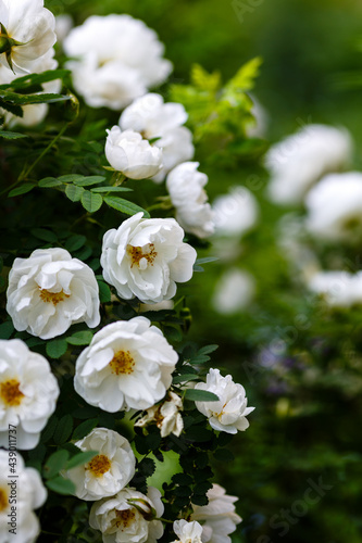 Fototapeta Naklejka Na Ścianę i Meble -  White wild rose (Rosa rugosa) in the garden
