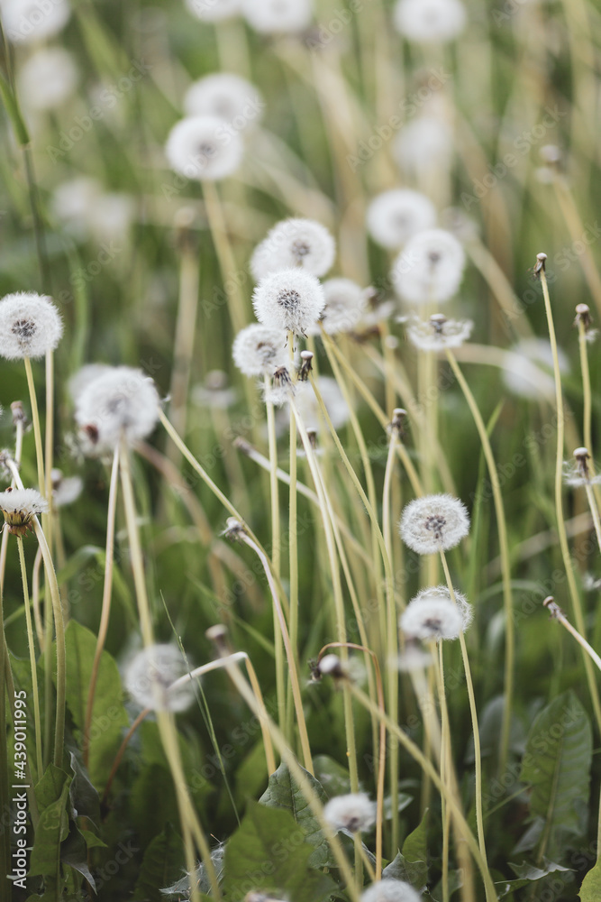 Obraz premium Dandelion blowball. Natural lawn landscape. Photos with vintage processing
